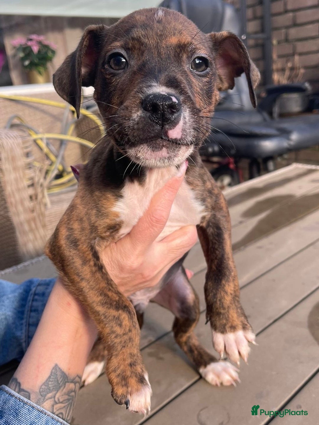 Kruising honden te koop: Pitbull x Cane Corso x Old English Bulldog puppies - Advertentie 4