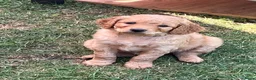 Labradoodle honden te koop: Medium labradoodel in Kwintsheul - Advertentie 5