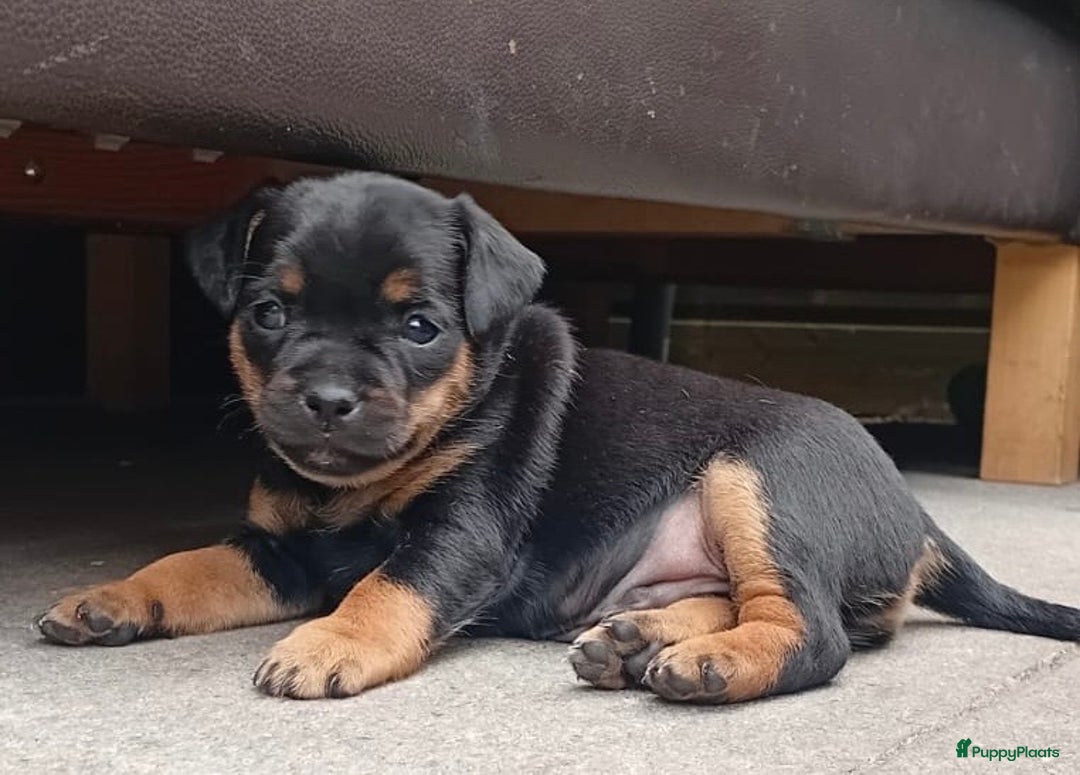 Dwergpinscher honden te koop: Carlin Pinscher Puppy’s te koop - Afbeelding 23