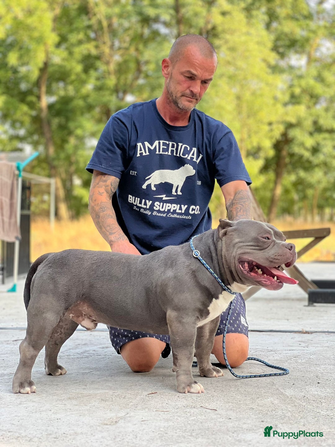 Amerikaanse Bully honden te koop: Amerikaanse Bully Pocket-puppy's - Advertentie 14