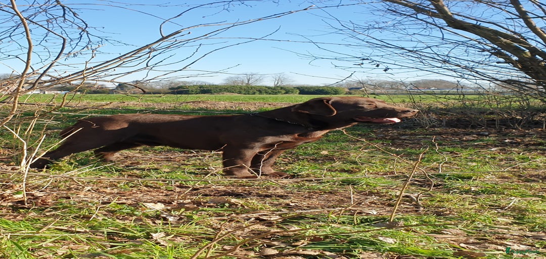 Galerij afbeelding {{count}}