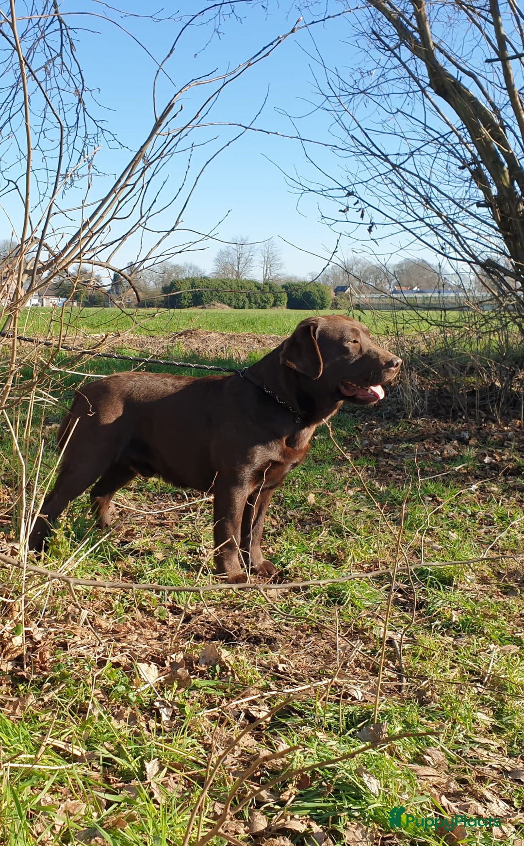 Galerij afbeelding {{count}}