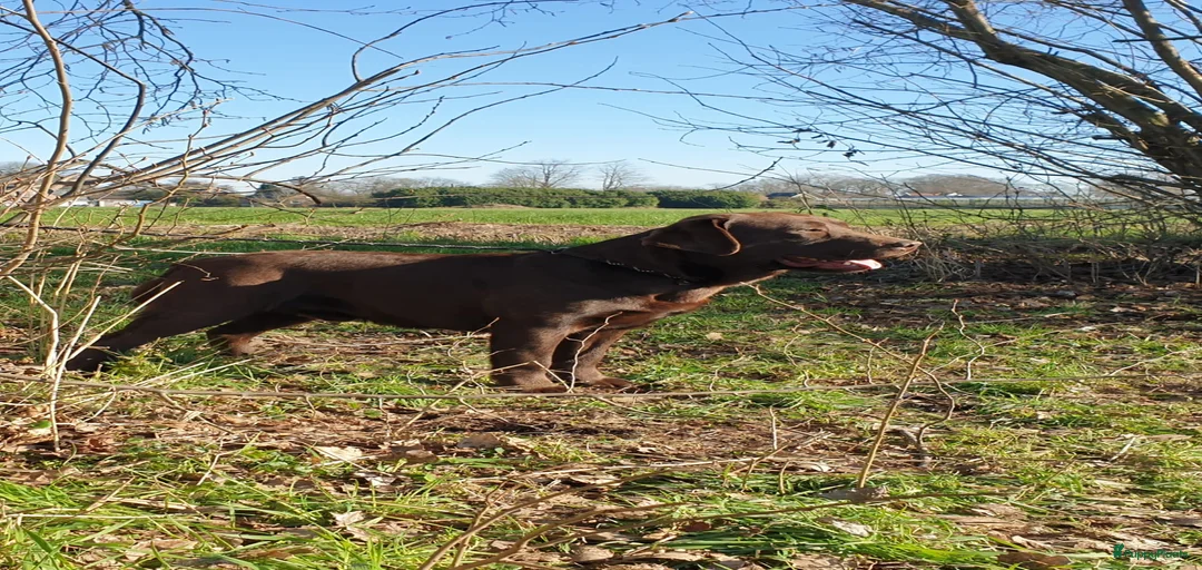 Galerij afbeelding {{count}}