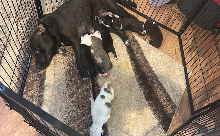 Pitbull Terriër honden - Advertentie 1
