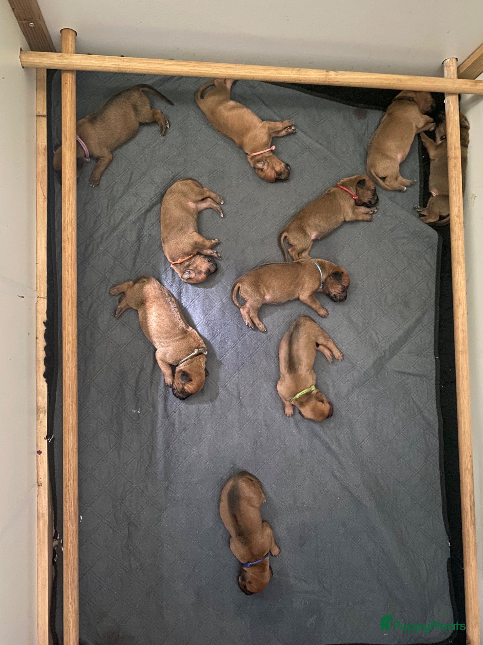 Rhodesian Ridgeback honden 10 prachtige Rhodesian Ridgeback pups te koop - Advertentie 1