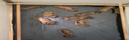 Rhodesian Ridgeback honden te koop: 10 prachtige Rhodesian Ridgeback pups te koop - Advertentie 1