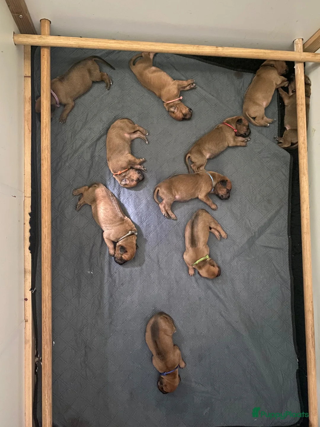 Rhodesian Ridgeback honden te koop: 10 prachtige Rhodesian Ridgeback pups te koop - Advertentie 1