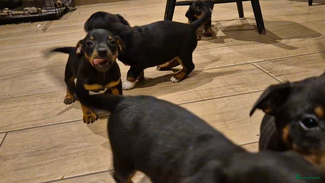 Jack Russel Terriër honden te koop: JACK RUSSEL PUPS - Advertentie 23