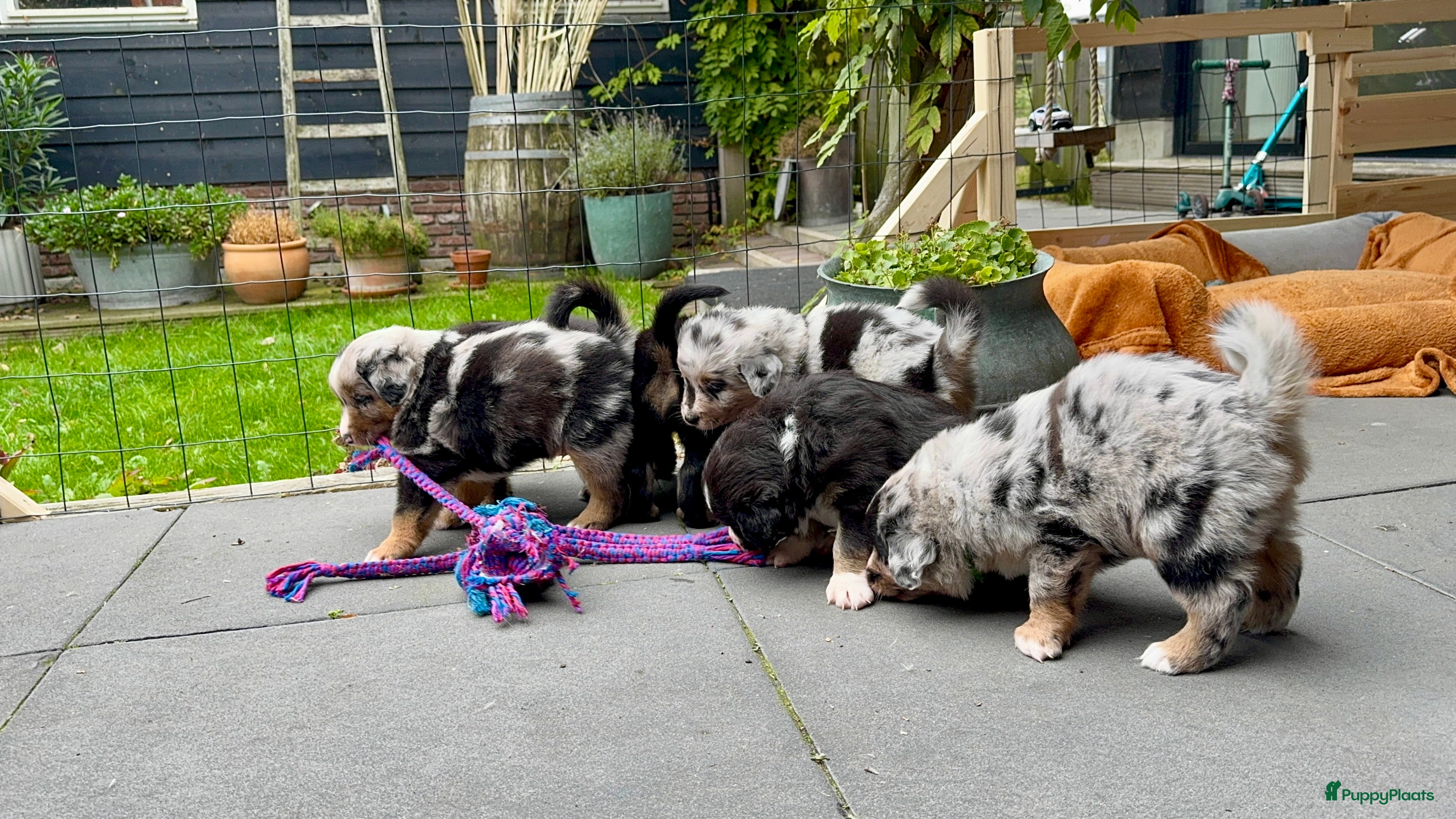 Australian Shepherd honden Prachtig en gezond nestje Australian Shepherds  - Advertentie 1