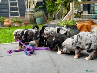 Australian Shepherd honden Prachtig en gezond nestje Australian Shepherds - Advertentie 14