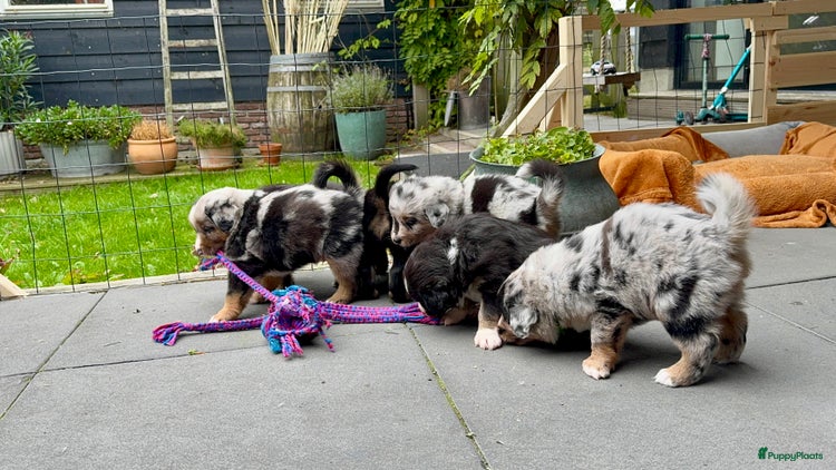 Australian Shepherd honden - Advertentie 2