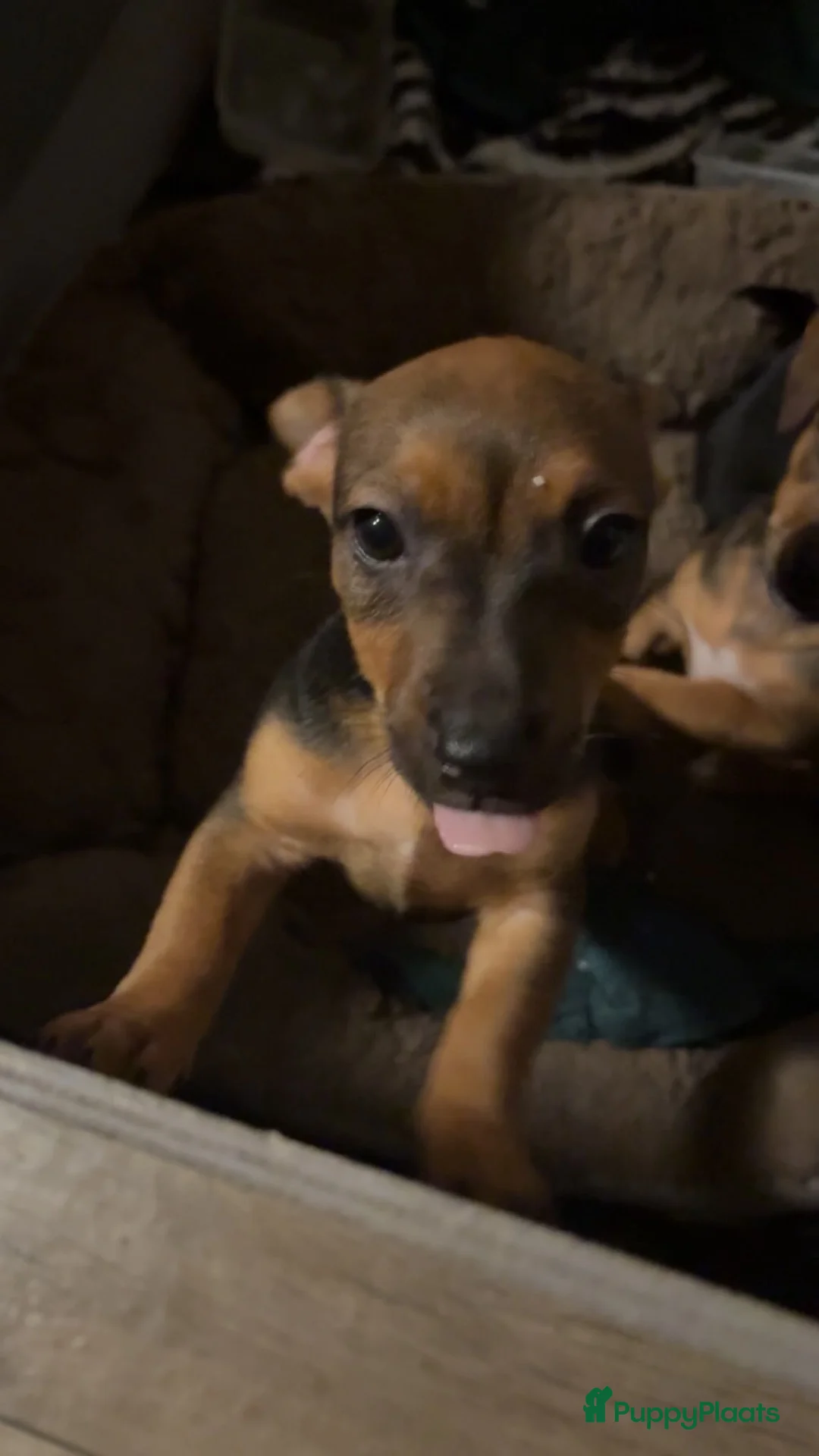 Jack Russel Terriër honden te koop: Lieve Choco tan reu puppy - Advertentie 2