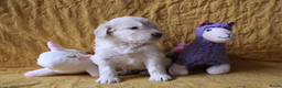 Barbet honden te koop: Barbet pups - Advertentie 24