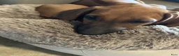 Rhodesian Ridgeback honden te koop: 10 prachtige Rhodesian Ridgeback pups te koop - Advertentie 12