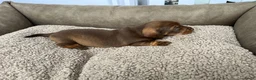 Ruwhaar Teckel honden te koop: Teckel ruwhaar standaard pups FCI-stamboom in Valkenswaard - Advertentie 5