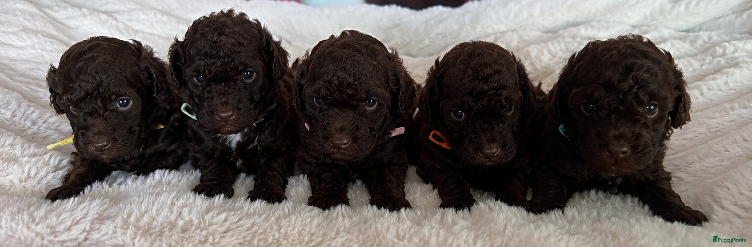 Poedel Toy honden Toy poedel pups  - Advertentie 1