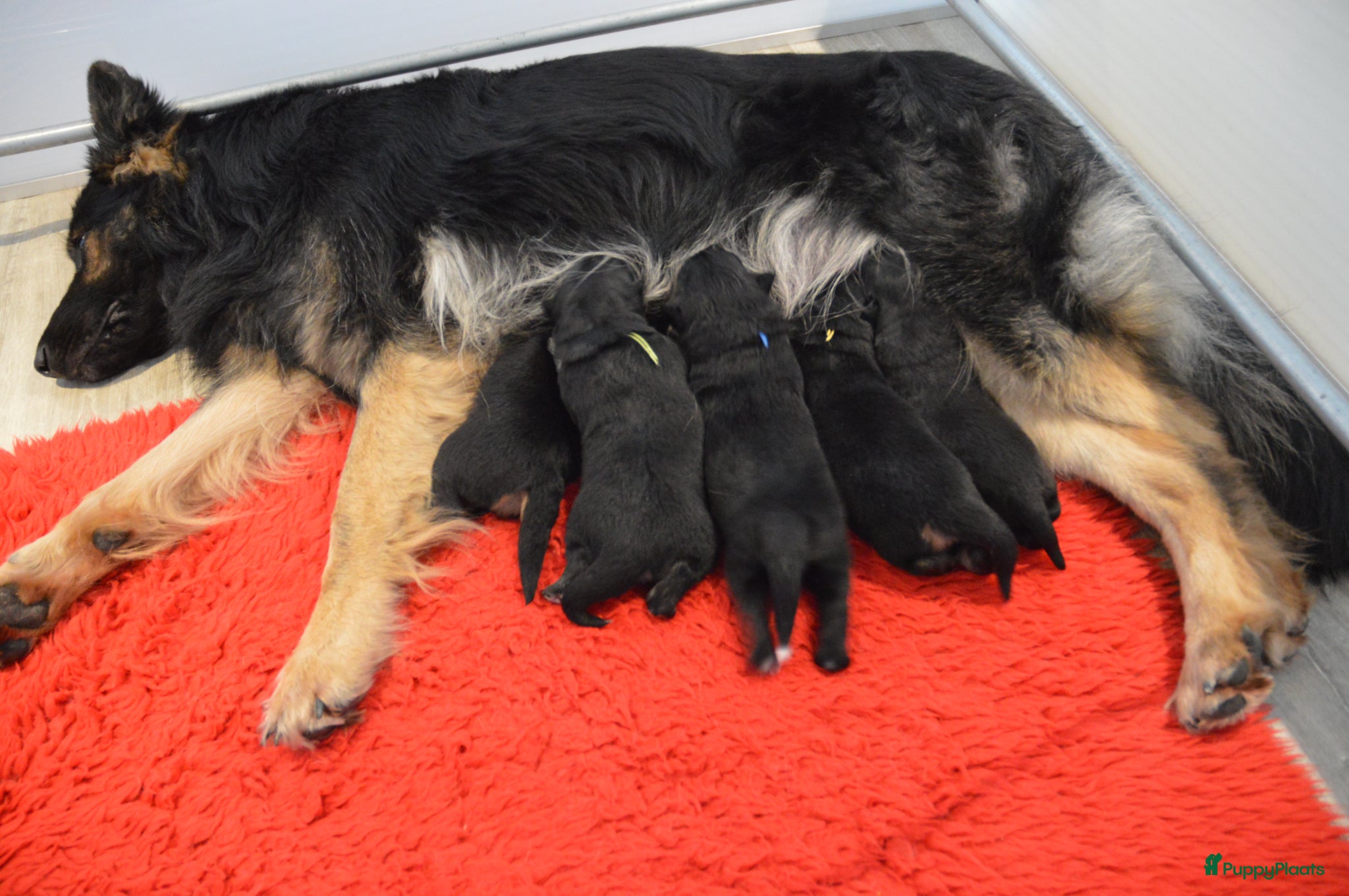 Kruising honden Oud Duitse Herder X Finse Lappenhond pups - Advertentie 1