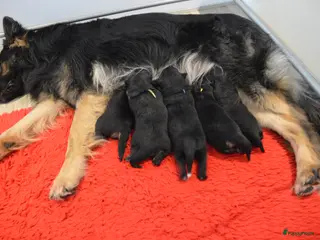 Kruising honden Oud Duitse Herder X Finse Lappenhond pups - Advertentie 1