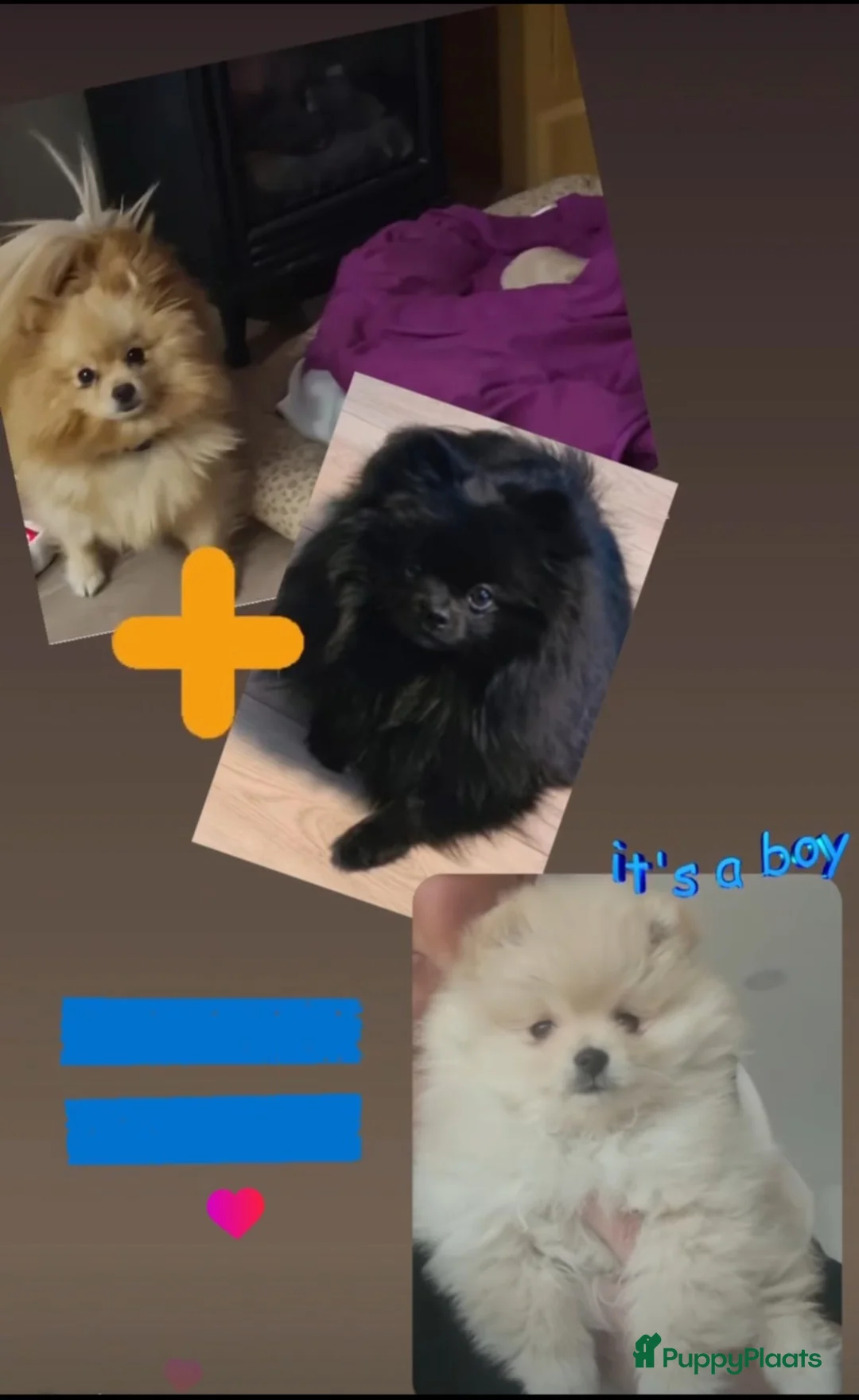 Pomeriaan honden te koop: Pomeranian puppy te koop - Advertentie 5