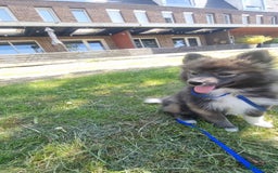 Pomsky honden te koop: F2 Pomsky pups in Zeewolde - Afbeelding 7