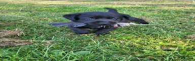 Labrador Retriever 6