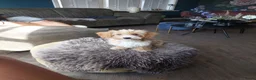 Kruising honden te koop: Onze Labradoodle mini Roxy in verwachting  - Advertentie 5