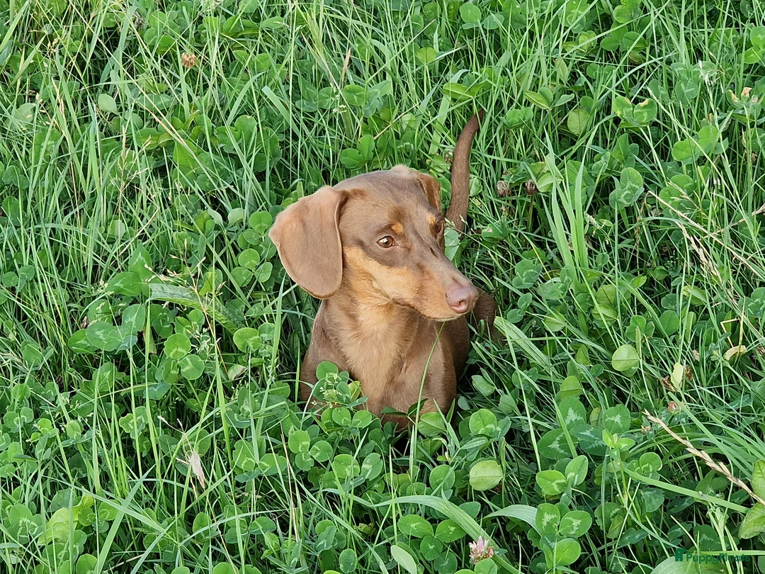 Teckel (korthaar)  honden te koop: Prachtige dwerg teckelpups beide ouders aanwezig - Advertentie 12