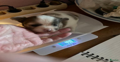 Chihuahua honden - Advertentie 11