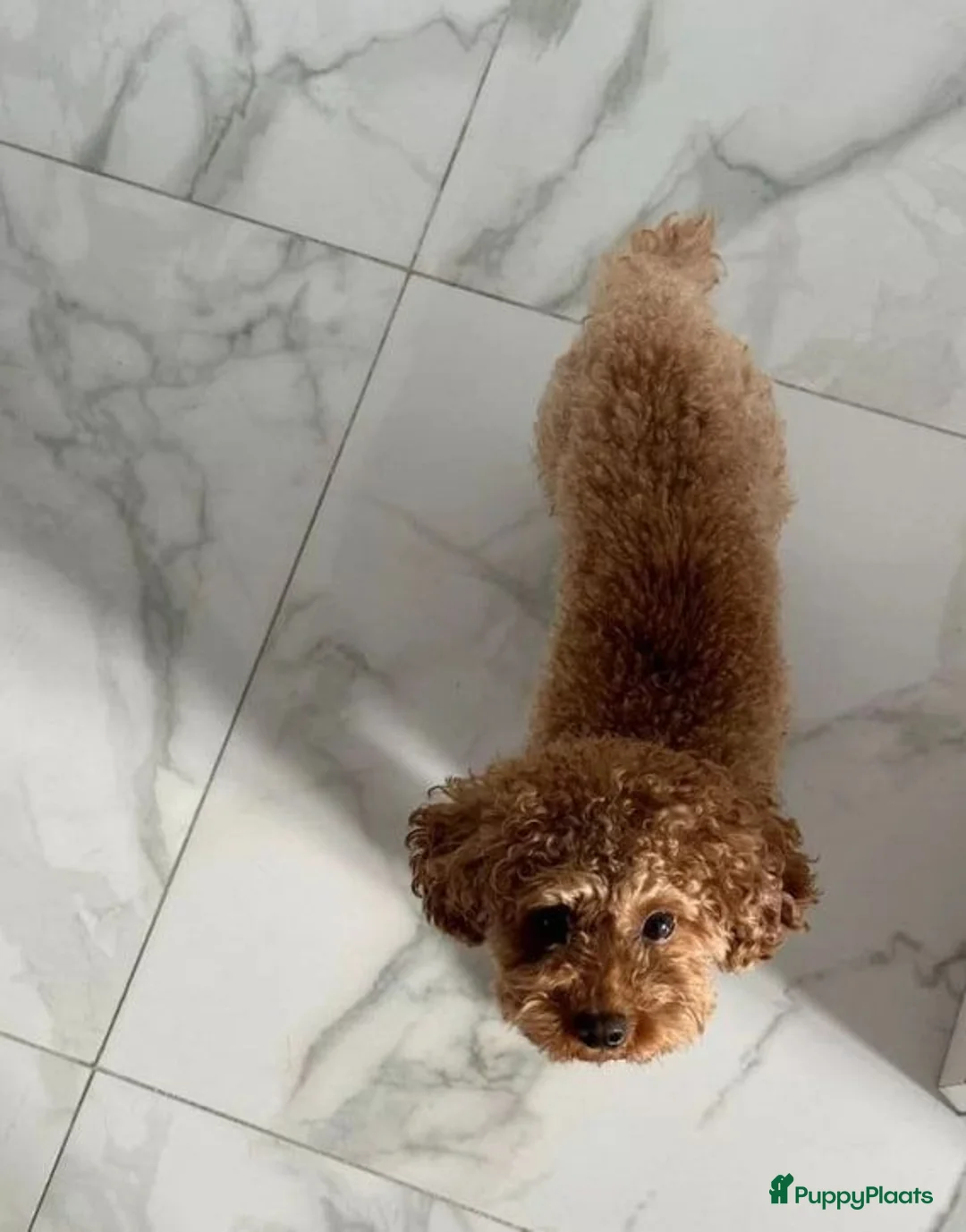 Poedel Toy honden te koop: Toy Poedel pups - Advertentie 6