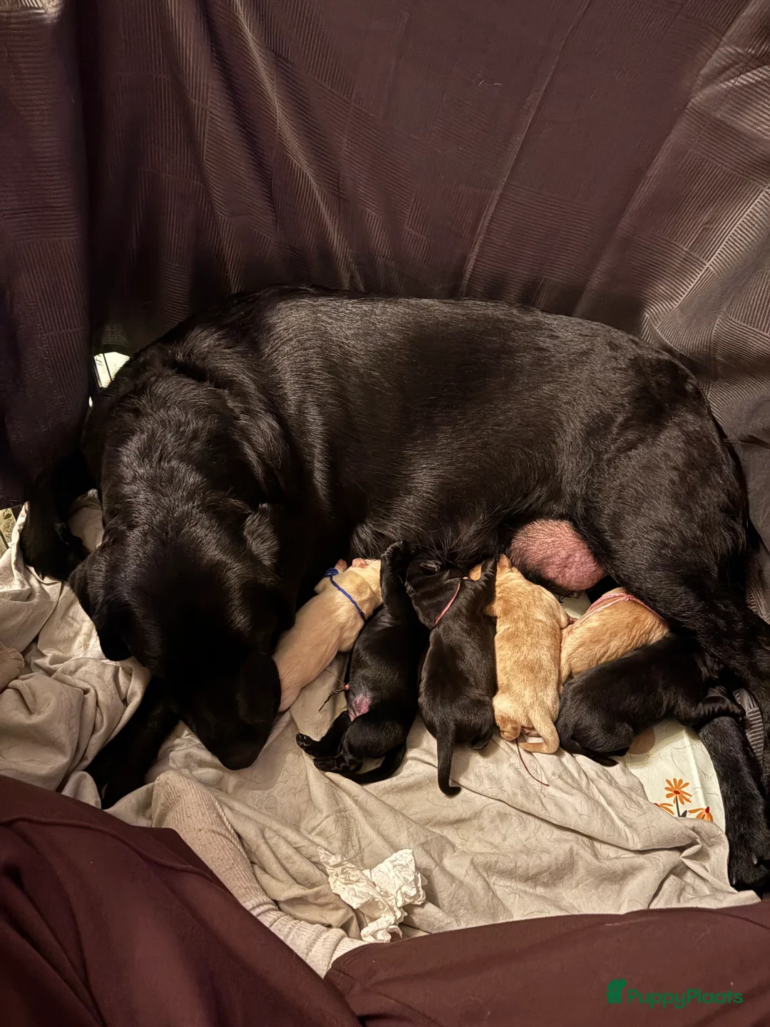 Labrador Retriever honden te koop: 🐶 9 Prachtige Labrador pups geboren op 15 feb - Advertentie 6