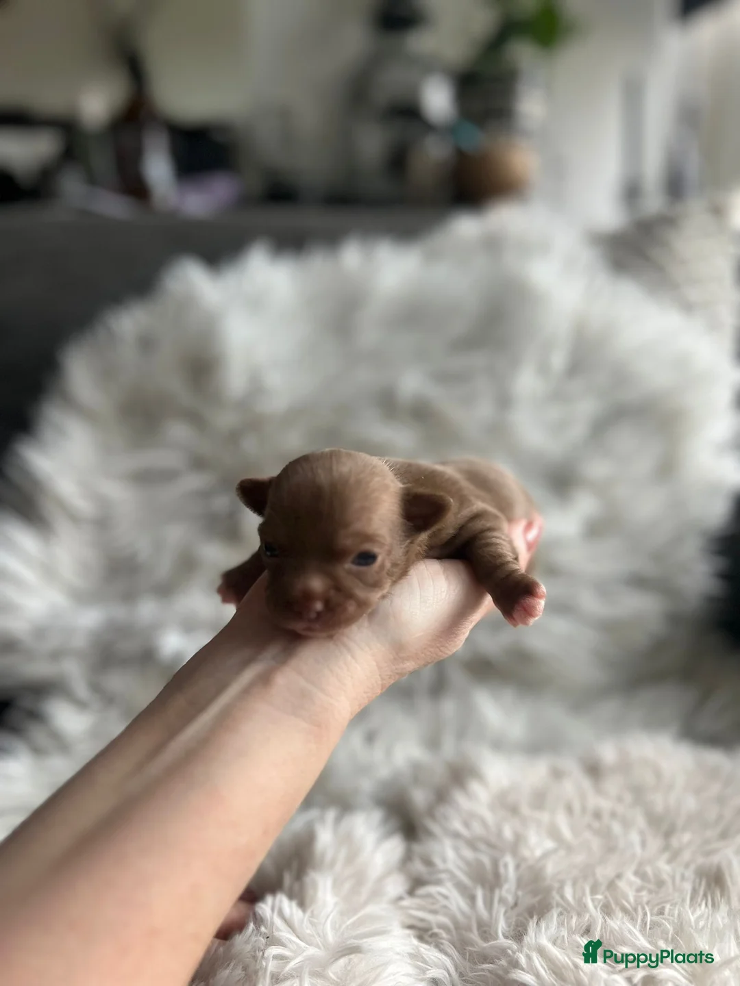 Chihuahua honden te koop: Mooie chihuahuapups - Advertentie 10