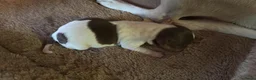 Jack Russel Terriër honden te koop: Lieve Jack Russel pups zoekenalvast een warm nest  - Advertentie 7