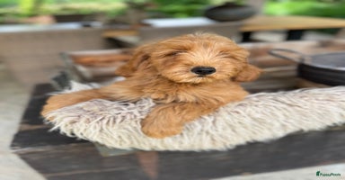 Labradoodle honden - Advertentie 12