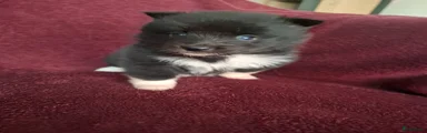 Pomsky Puppy 1