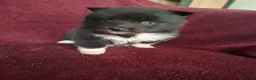 Pomsky honden te koop: 5 pomsky pups - Advertentie 23