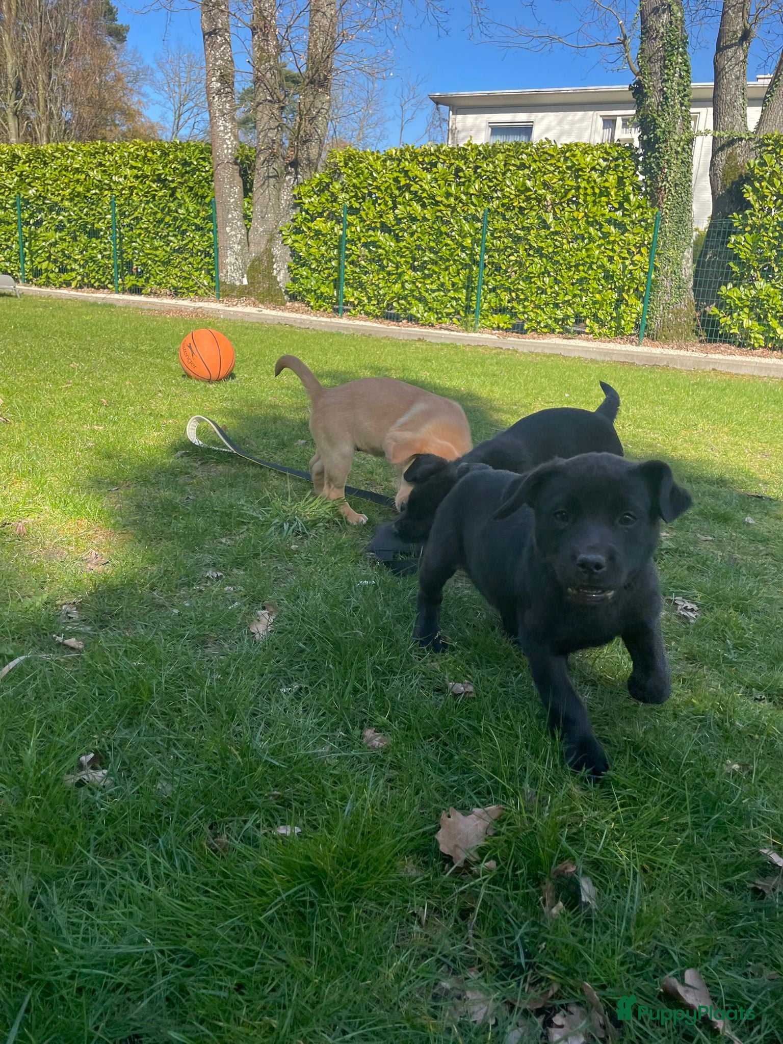 Labrador Retriever honden Fieldtrial labrador pups FCI  - Advertentie 6