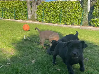 Labrador Retriever honden Fieldtrial labrador pups FCI - Advertentie 6