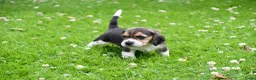 Beagle honden te koop: Prachtige Beagle pups  - Advertentie 10