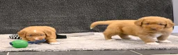 Nova Scotia Duck Tolling Retriever honden te koop: Nova Scotia Duck Tolling Retriever pups # Toller - Advertentie 10