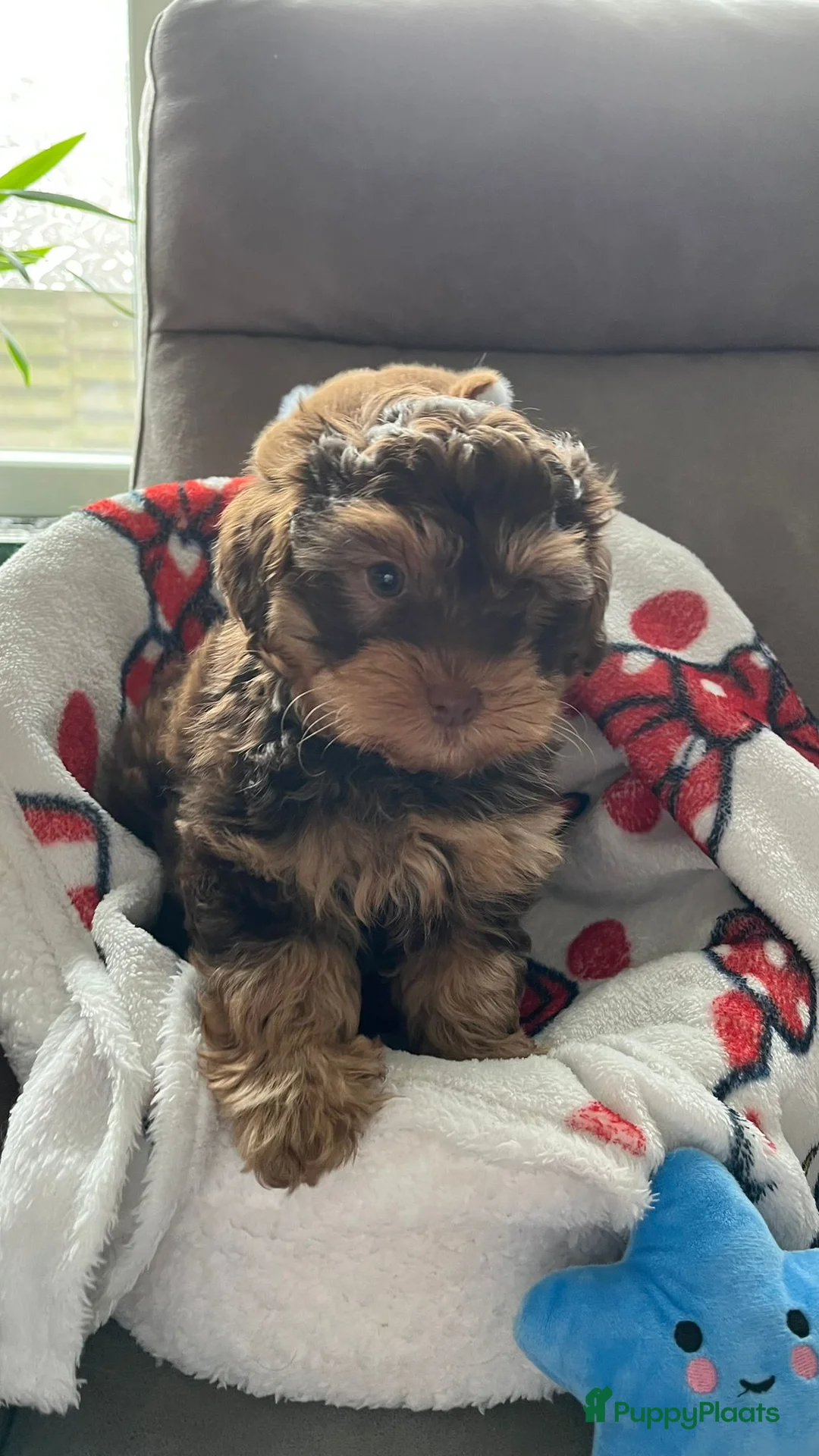 Maltipoo honden te koop: Maltipoopup F1 - Advertentie 1