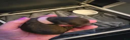 Poedel Toy honden te koop: 2 Teefjes geboren op 24-5-2026  - Advertentie 6
