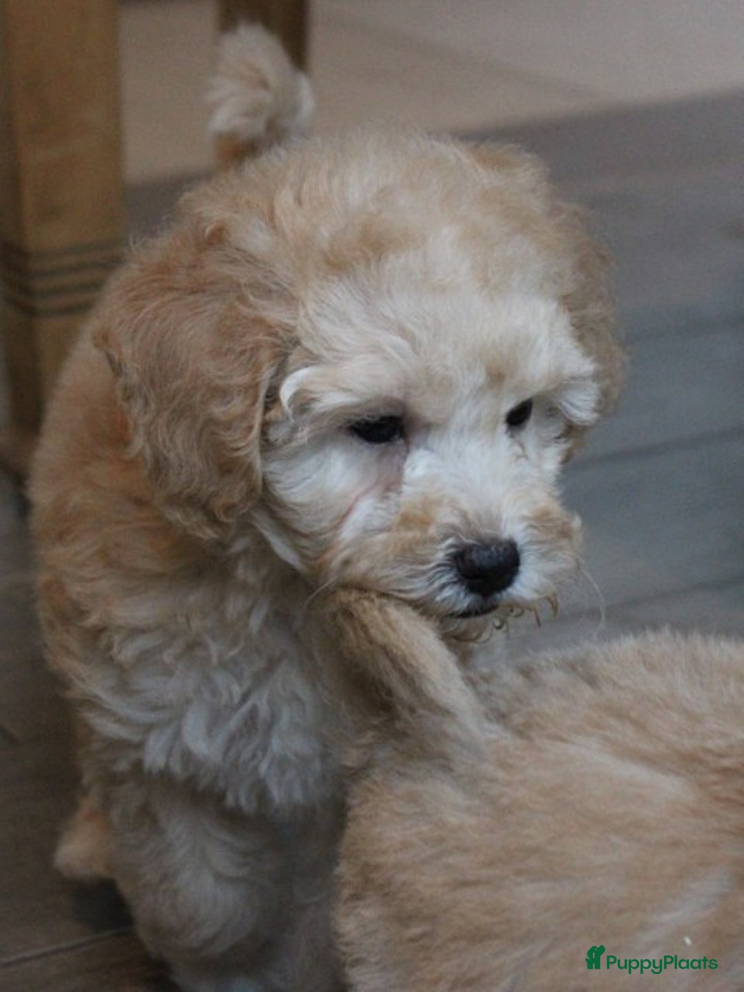 Maltipoo honden te koop: Knappe Maltipoo pups. - Advertentie 8