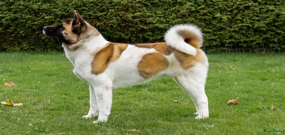 Galerij afbeelding {{count}}