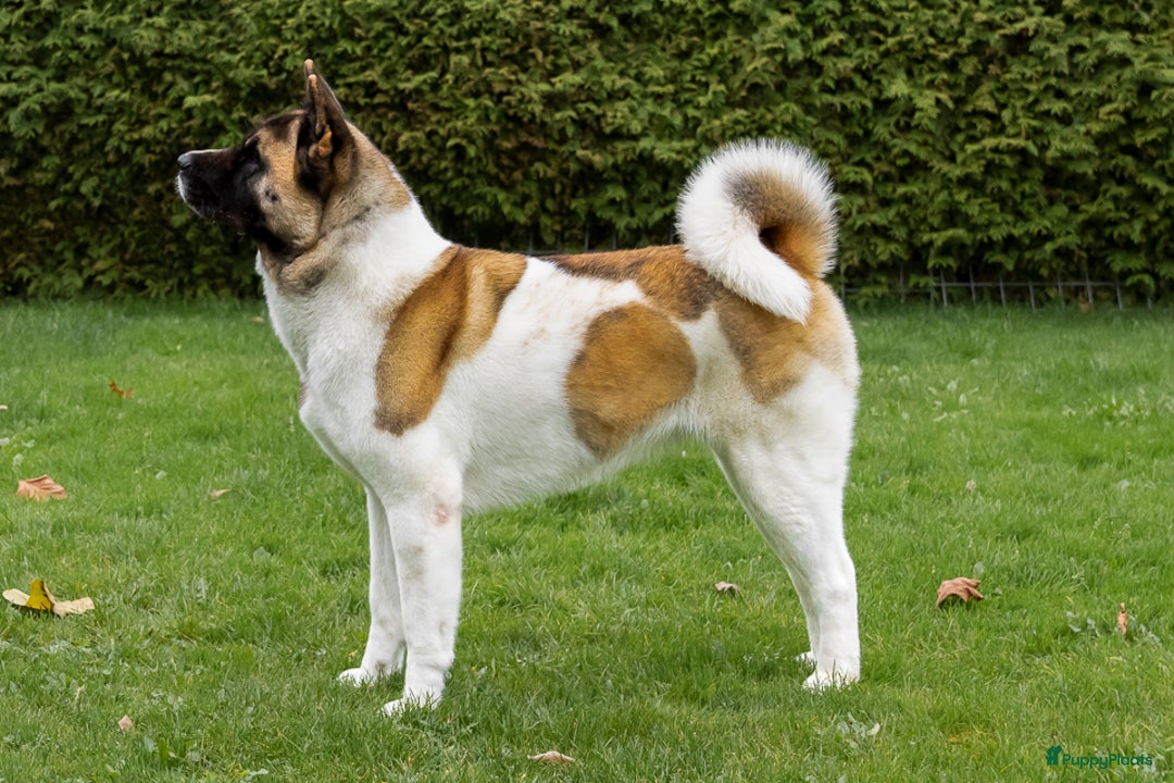 Galerij afbeelding {{count}}