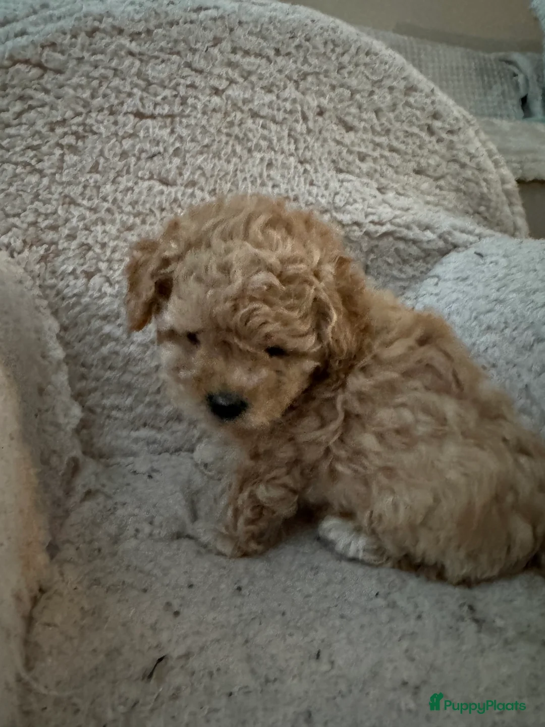 Poedel Toy honden te koop: Toy Poedel pups - Advertentie 11