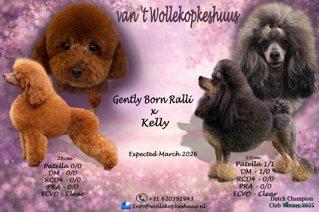 Poedel Toy honden te koop: Toypoedel pups voor Show of Huishond - Advertentie 1
