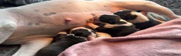 Bull Terriër honden te koop: Standaard bull terriër uit gekeurde ouders met fci - Advertentie 15