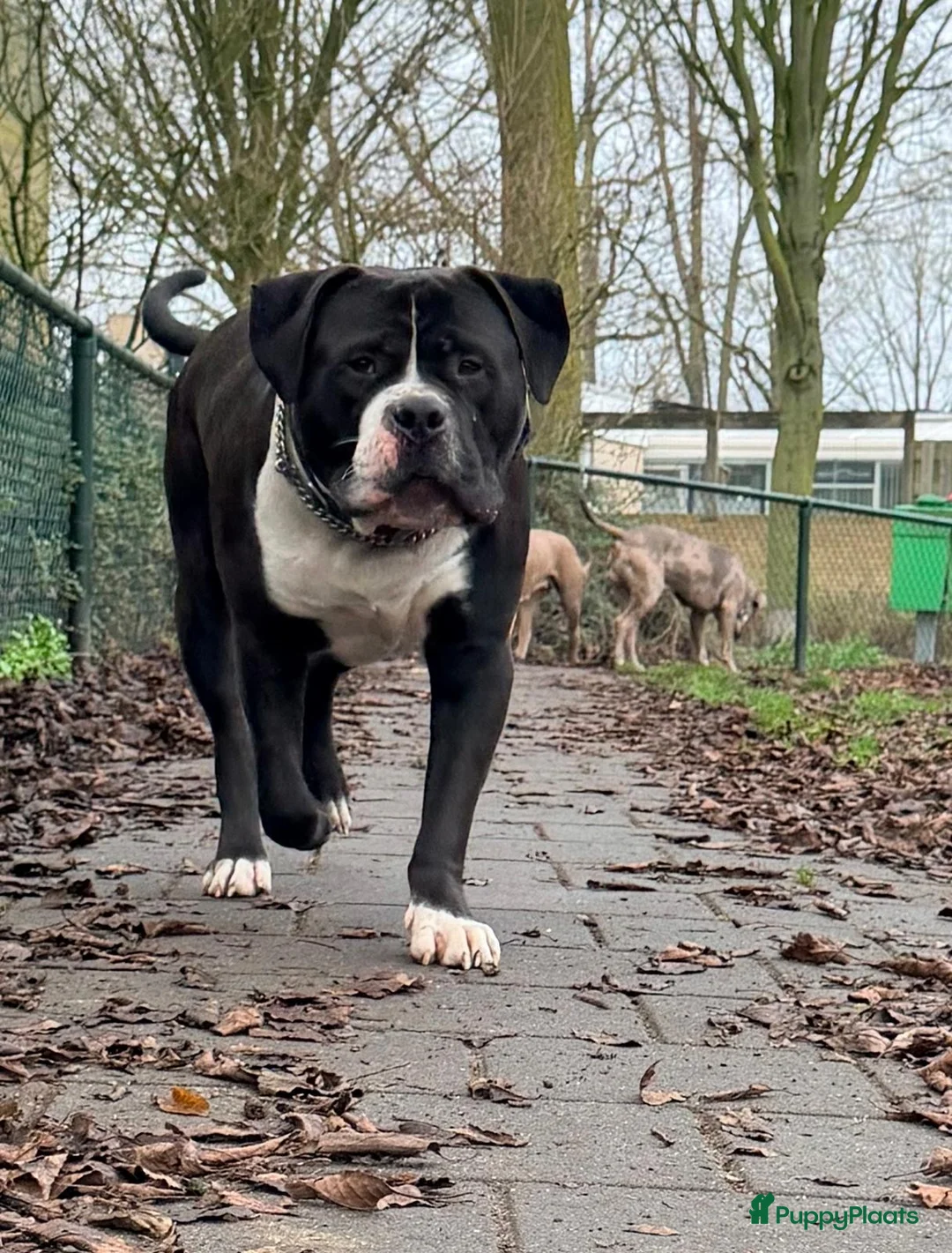 Amerikaanse Bully honden te koop: American bully xl pups  - Advertentie 16