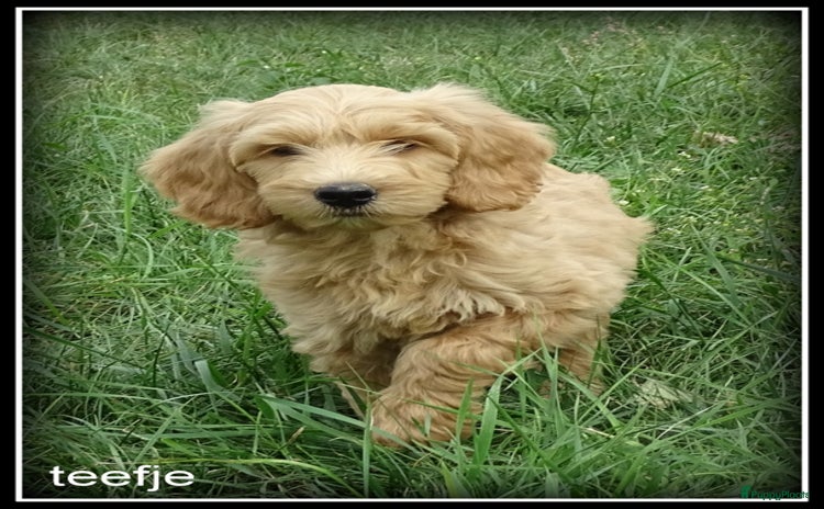Labradoodle honden - Advertentie 2