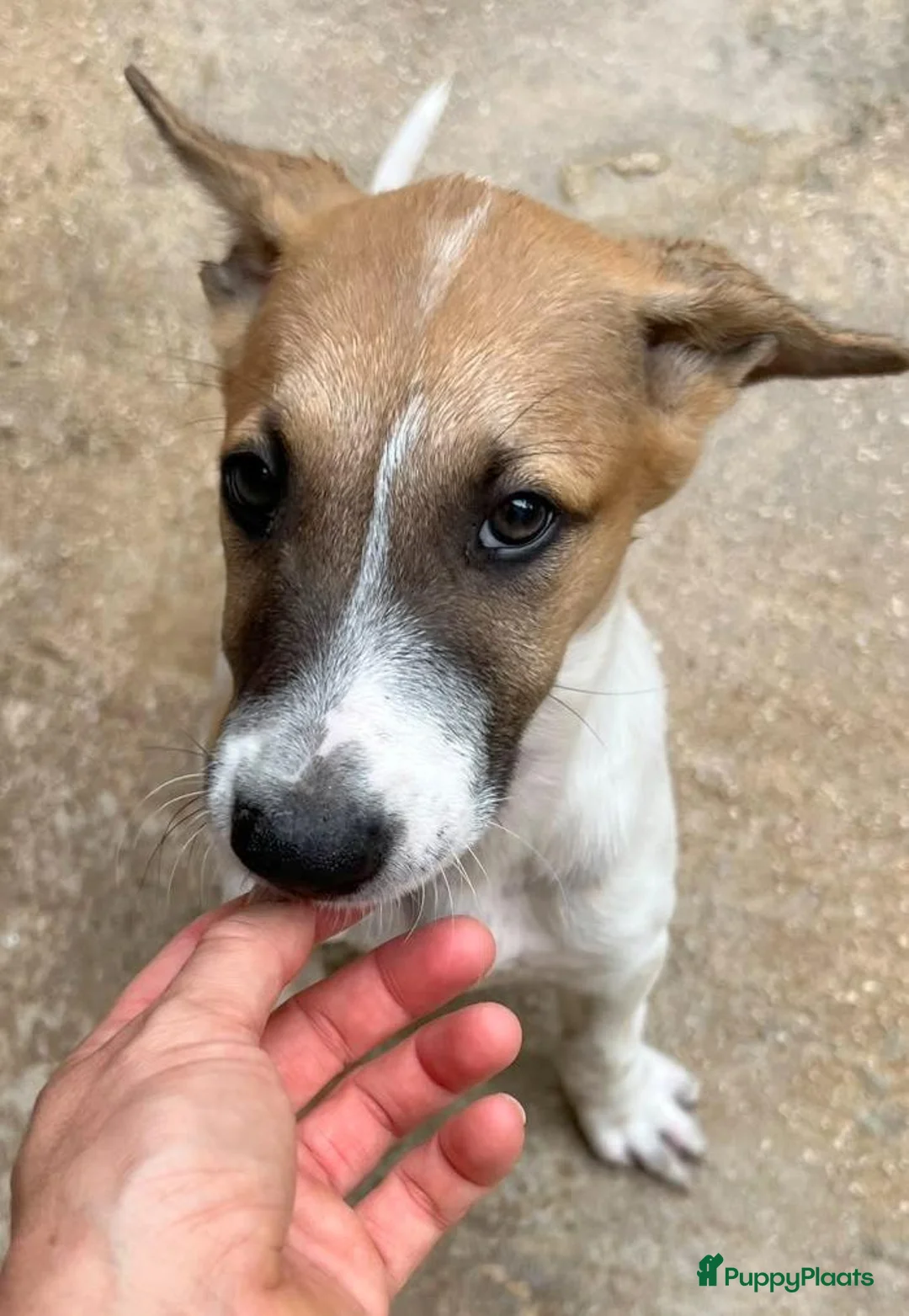 Kruising honden ter adoptie: Dodie is helemaal klaar voor vertrek  - Advertentie 6
